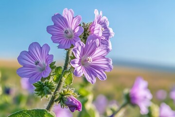 Poster - Close-up of purple flowers growing in a natural setting, great for gardening or nature-themed designs