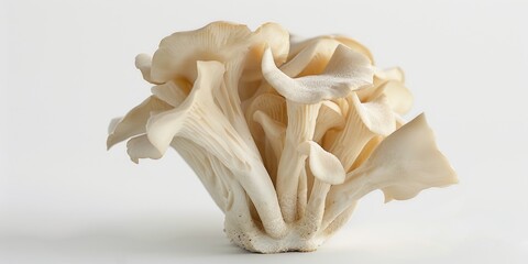 Poster - Close-up shot of a single mushroom on a white surface, ideal for use in still life or scientific illustrations