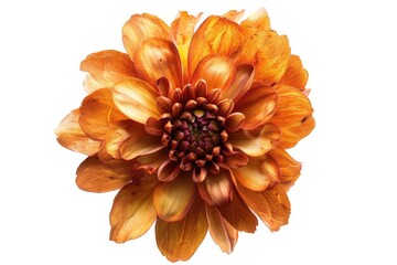 Poster - A single flower on a white background