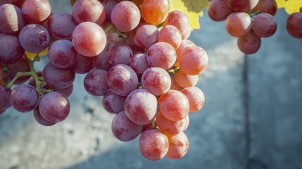 Poster - A bunch of juicy red grapes hanging from a vine, great for food and wine photography or illustrations