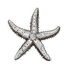 Wall Mural - star fish engraving black and white outline