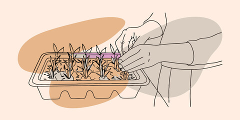Poster - Transplanting Seedlings A person stands in front of a prepared planting bed holding a small tray of seedlings. With one hand they gently separate a small plant from the tray while