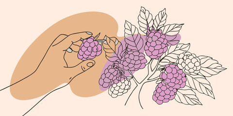 Poster - Berries in Hand Closeup of the persons hand reaching into a bush fingers stained slightly with berry juice as they carefully select a plump piece ready to taste the freshness.