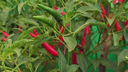 Wall Mural - chilli plant