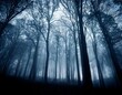 © Sophia - spooky forest with silhouettes of trees