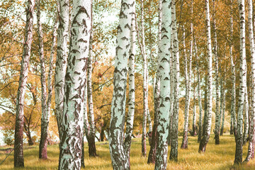 Wall Mural - beautiful scene with birches in yellow autumn birch forest