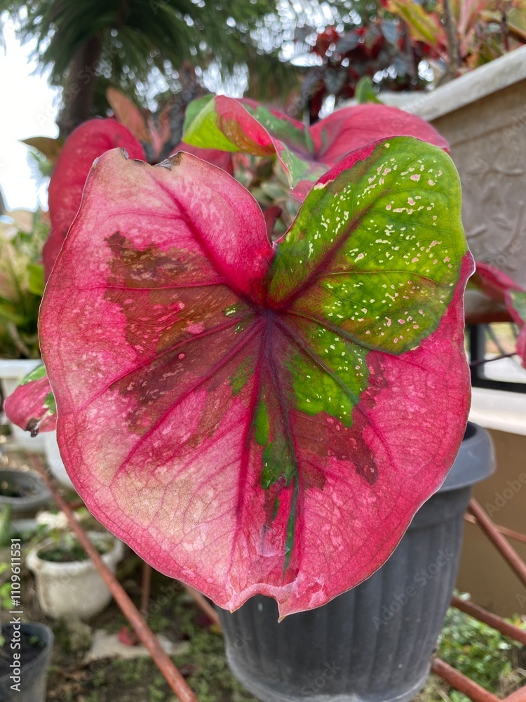 Caladium bicolour, called Heart of Jesus, is a species in the genus ...