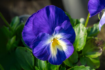 Wall Mural - Viola 'Janet' a spring to autumn fall flowering alpine plant with a purple blue summertime flower commonly known as a pansy, gardening stock photo image