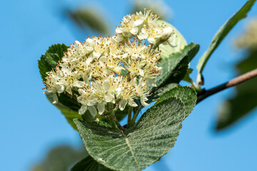 Wall Mural - Sorbus eminentiformis a white spring summer flowering shrub or tree commonly known as Doward Whitebeam or Eminent Form Rowan, gardening stock photo image