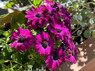 Wall Mural - Flowers osteospermum African Daisy.