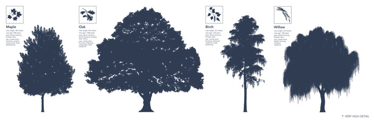 Set of trees silhouette. Infographics. Maple, Oak, Birch, Willow. High detail. Vector illustration