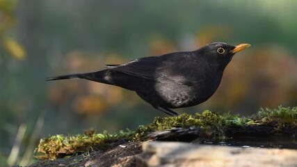 Canvas Print - Common blackbird Turdus merula in the wild. A bird in the autumn forest on a beautiful background drinks water. Slow motion.