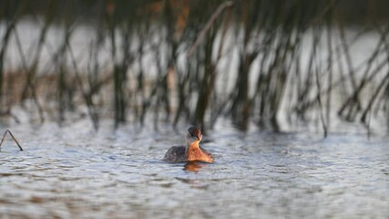 Poster - Little Grebe (Tachybaptus ruficollis) Swimming on a Lake in Slow Motion.