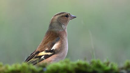 Wall Mural - Common Chaffinch Fringilla coelebs Perched on Moss in the Wild. Observing and Flying Away. Slow motion.