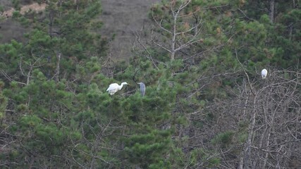 Poster - White and Grey Herons Ardea alba and Ardea cinerea. Perched on a Tree Near a Forest Pond. Slow motion.