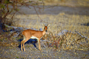 steenbok