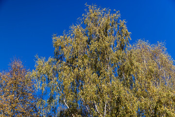 yellowing birch foliage against a blue sky in sunny autumn weather