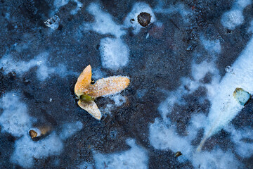 Wall Mural - Leaves covered in ice after the cold weather. A photo depicting the winter season. Natural background.