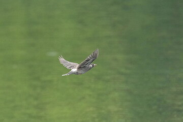 Wall Mural - starling bird in a field