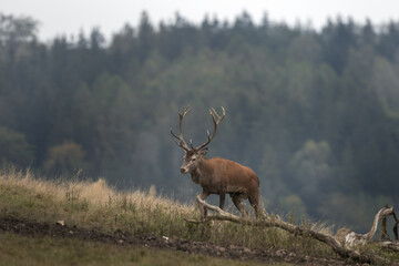 Wall Mural - red deer during rutting season. deer on the mountains meadow. european wildlife.