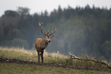 Wall Mural - red deer during rutting season. deer on the mountains meadow. european wildlife.