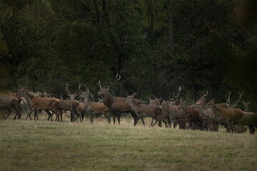 Wall Mural - red deer during rutting season. deer on the mountains meadow. european wildlife.