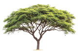 lush acacia tree isolated on transparent background