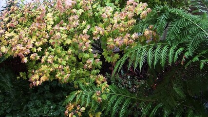 Wall Mural - Fern Japanese Maple And Corel Bell Plants Moving From Falling Rain Drops
