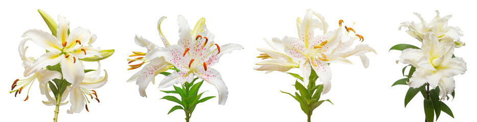 Wall Mural - Collection white lily flower isolated on white background. Fashionable creative floral composition. Summer, spring. Flat lay, top view