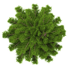 3d illustration of pine tree isolated on transparent canvas from top view