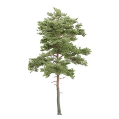 collection of Pinus sylvestris tree with realistic style