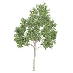 Collection of White poplar tree isolated on transparent Canvas