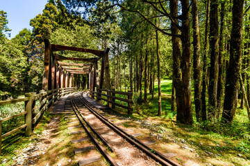 Wall Mural - The old forest railway section of the Shuishan Trail at Alishan Forest Recreation Area in Chiayi, Taiwan. Now obsolete and unable to operate.