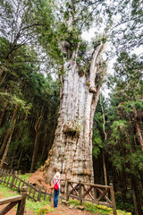 Wall Mural - The Shuishan Giant Tree Trail at Alishan Forest Recreation Area in Chiayi, Taiwan. 