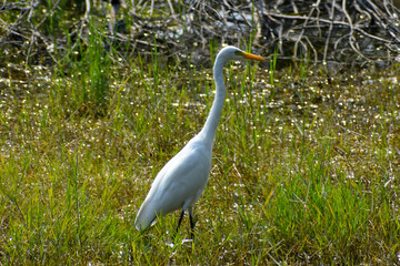 great white heron