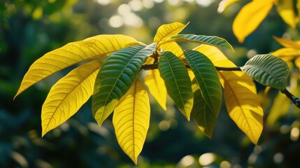 Poster - Vibrant green and yellow leaves with soft bokeh background creating a serene natural atmosphere for gardening and nature themes.