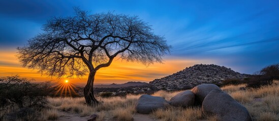 Poster - dawn landscape with warm sunlight illuminating a leafless tree and rocky foreground against a vibran
