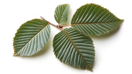 Poster - Fresh green elm tree leaves isolated on a white background showcasing their intricate texture and vibrant coloration. Perfect for nature-themed projects.