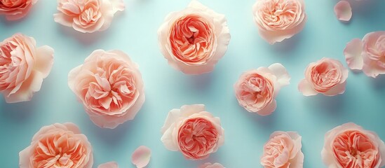 Aufkleber - Elegant cluster of blooming pink roses arranged on a soft blue background, captured in a close-up top view perspective.