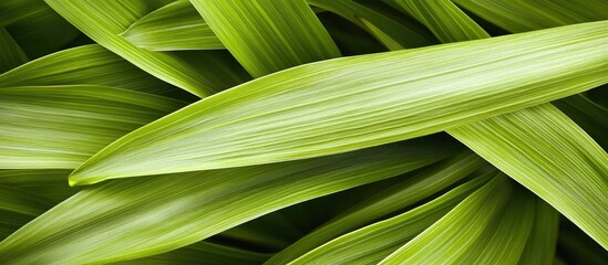 Poster - Lush green palm leaves layered together creating a vibrant natural background texture for design and decoration purposes.