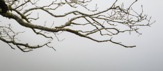 Poster - Bare tree branch silhouetted against a gray misty background highlighting natural textures and minimalistic composition.