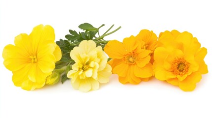 Poster - Colorful blossoms of rapeseed flowers arranged elegantly on a white background showcasing nature's beauty and vibrant hues.