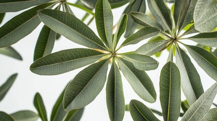 Poster - Cassava leaves elegantly displayed against a bright white background showcasing their unique texture and vibrant green color.
