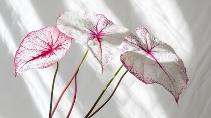 Aufkleber - Caladium tropical leaves with white and pink patterns on a minimalistic backdrop showcasing vibrant natural beauty and detail