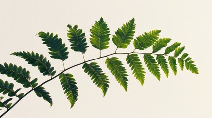 Wall Mural - Elegant green fern leaves silhouetted against a soft white background creating a serene and natural aesthetic for design purposes.