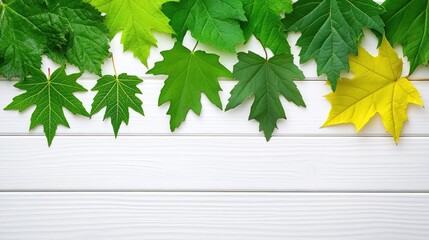 Poster - Vibrant green leaves showcasing seasonal change arranged on a rustic white wooden background for nature-themed designs and layouts