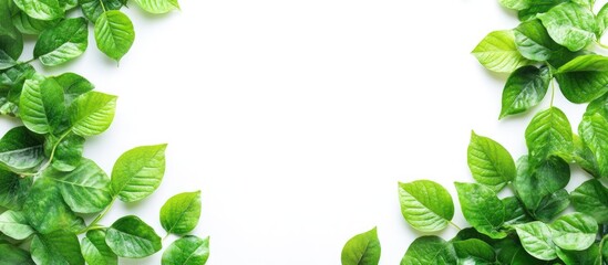 Poster - Green leaves border on a clean white background showcasing an aerial flat lay design for natural-themed projects and presentations.