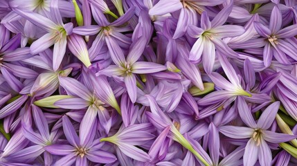 Poster - Elegant purple waena flowers arranged beautifully from above showcasing their delicate features and natural charm in a vibrant display.