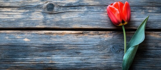 Poster - Red tulip on rustic wooden desk symbolizing Women's Day celebration and appreciation for femininity and beauty in nature.