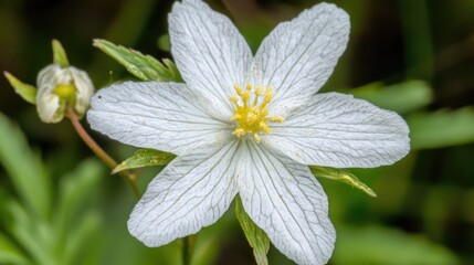 Poster - Delicate white flower macro photography on a blurred green background showcasing intricate petal details and natural beauty